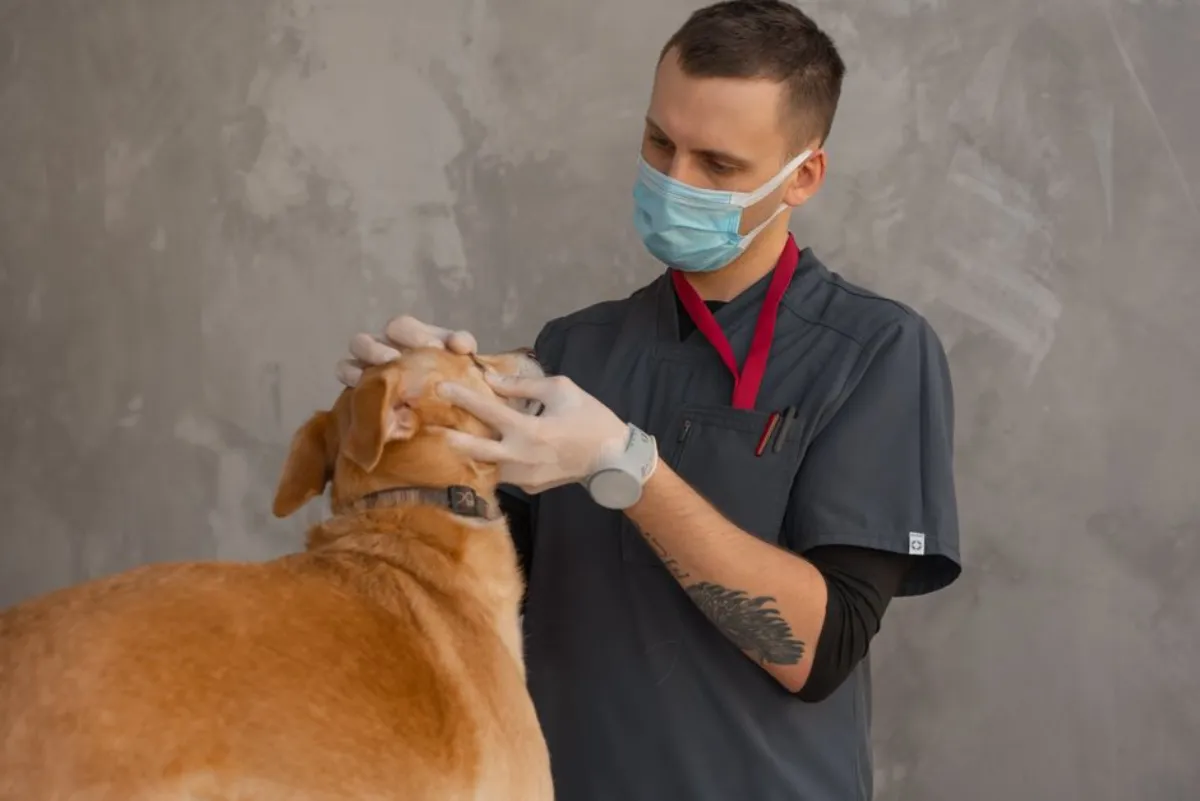 dog vet